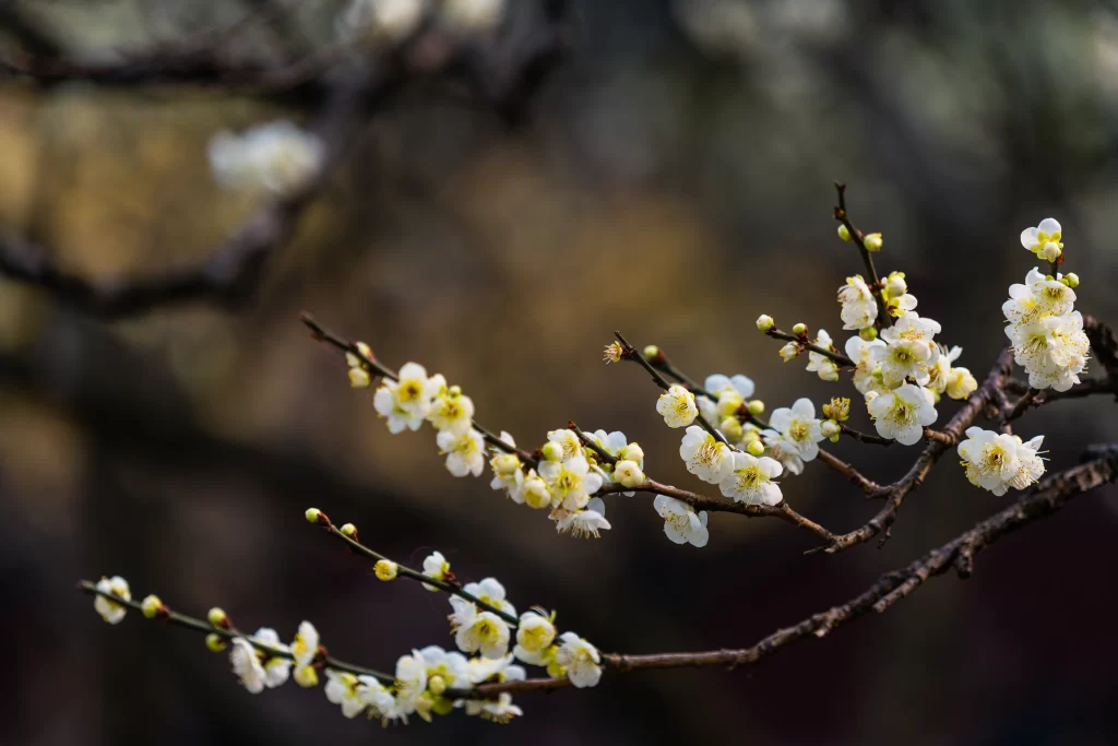Plum Blossom White Yellow Petals Brown gray Branches