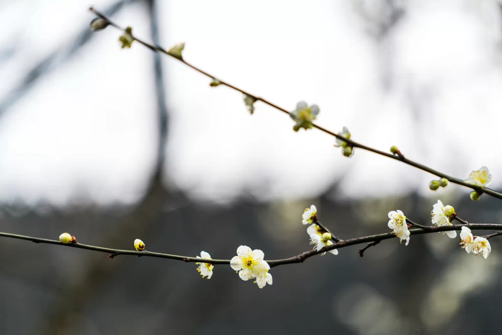 Plum Blossom White Yellow gray Green