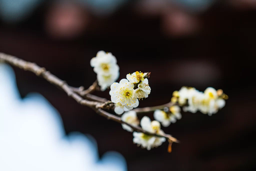 Plum Blossom White Yellow Green Brown