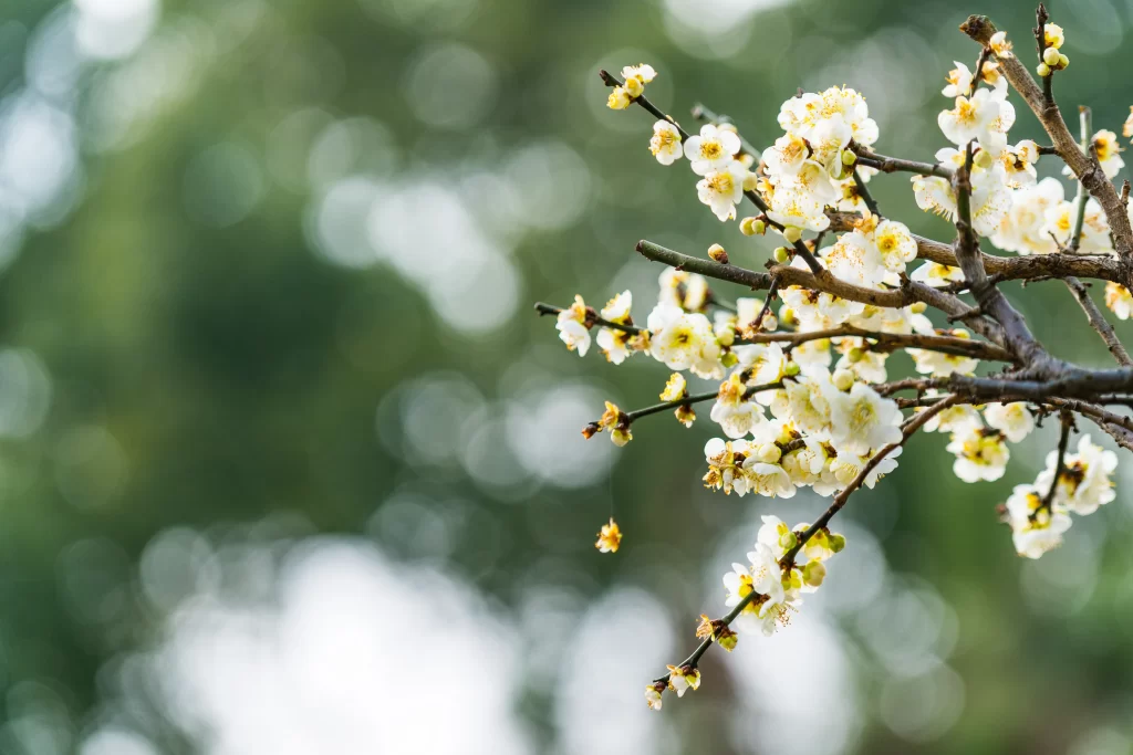 Plum Blossom White Yellow gray Green