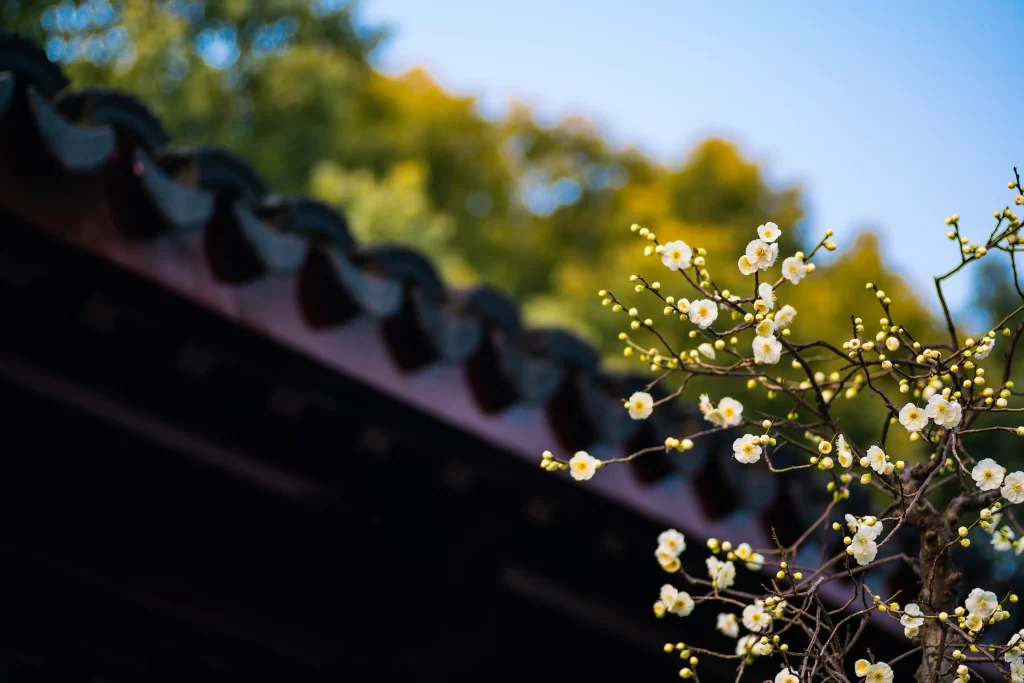 Plum Blossom White Yellow Green Blue