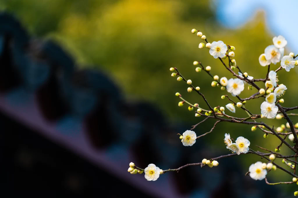 Plum Blossom White Yellow gray Green