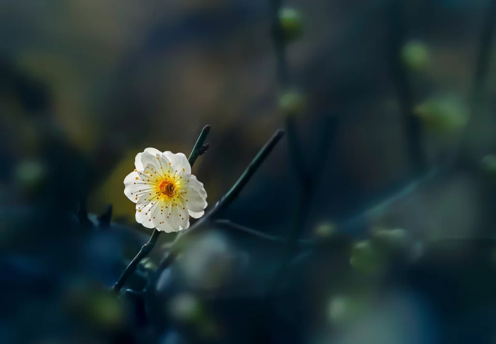 Plum Blossom White Yellow Petals Green Bud Dark Background