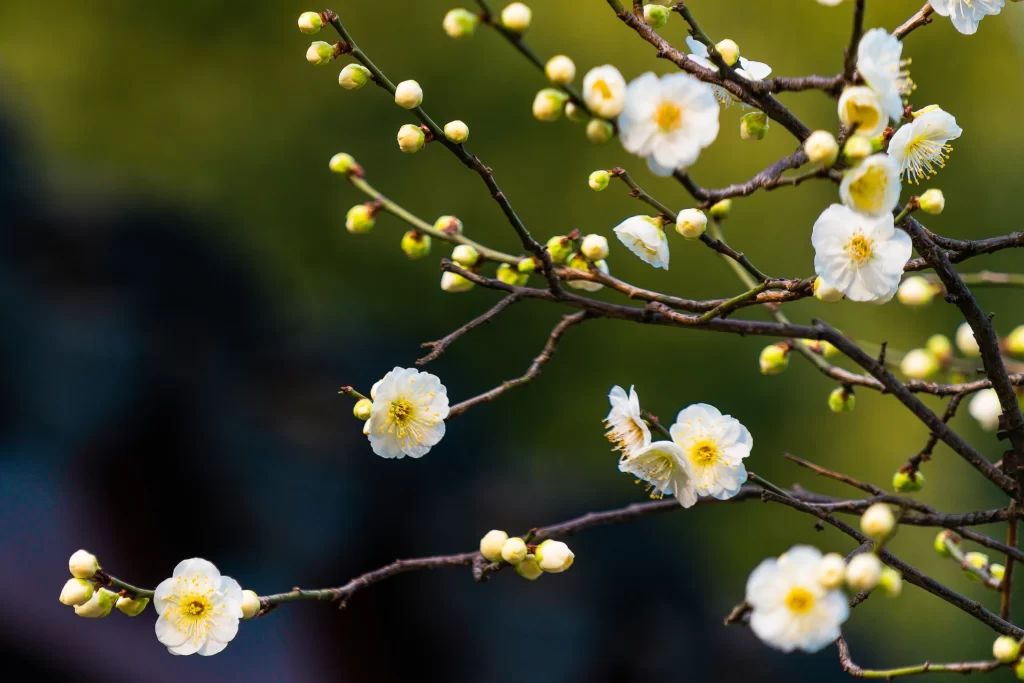 Plum Blossom White Yellow gray Green