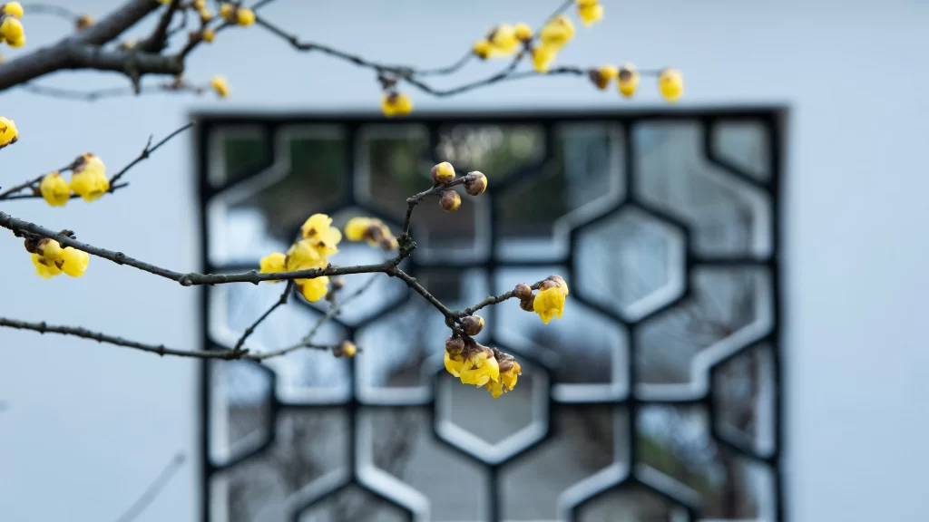 Plum Blossom Yellow Brown White