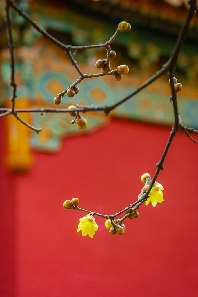 Plum Blossom Yellow Green Red