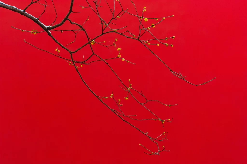 Plum Blossom Yellow Green Red