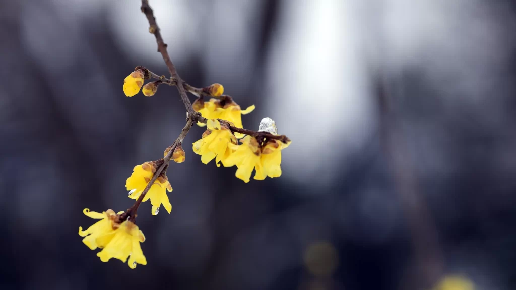 Plum Blossom Yellow Petals Brown Branch