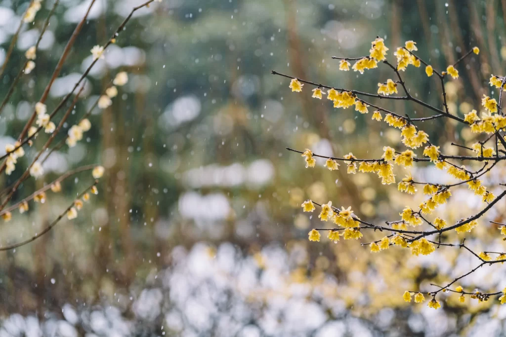 Plum Blossom Yellow Petals Brown Branches Snowy gray Scene