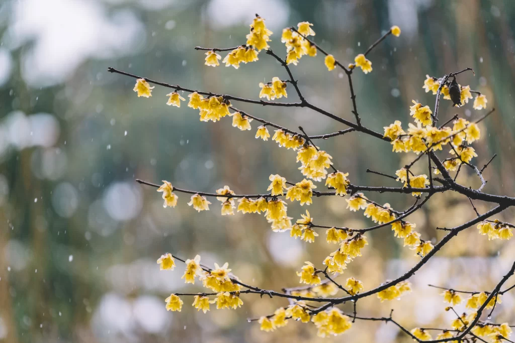 Plum Blossom Yellow Petals Brown Branches Snowy gray Scene