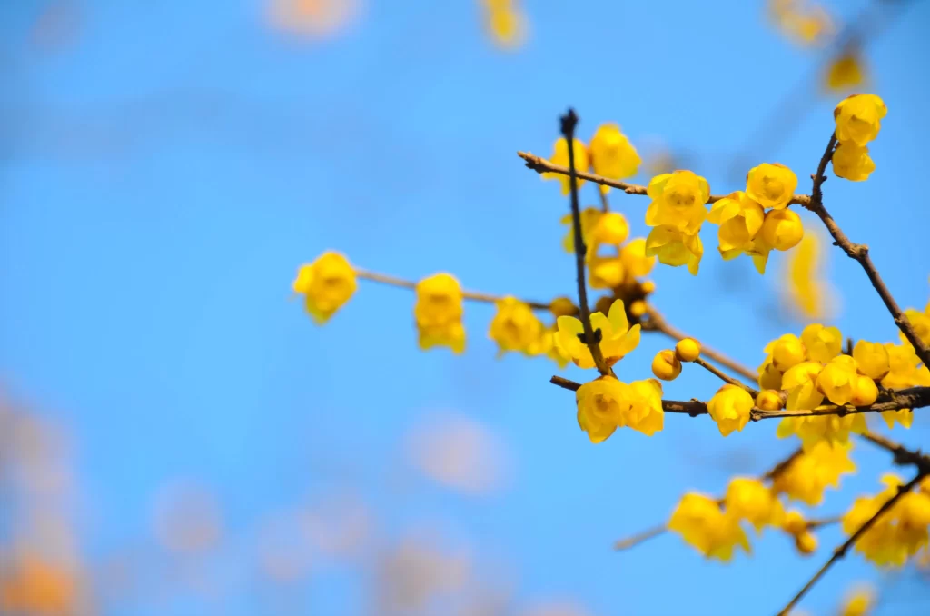 Plum Blossom Yellow Petals Blue Sky