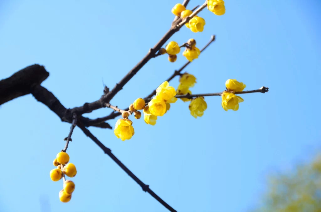 Plum Blossom Yellow Petals Brown Branch Blue cool Sky