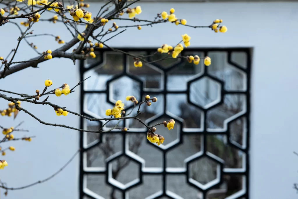 Plum Blossom Yellow Petals Brown Branches White Wall
