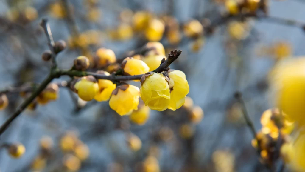 Plum Blossom Yellow Petals Brown gray Branches