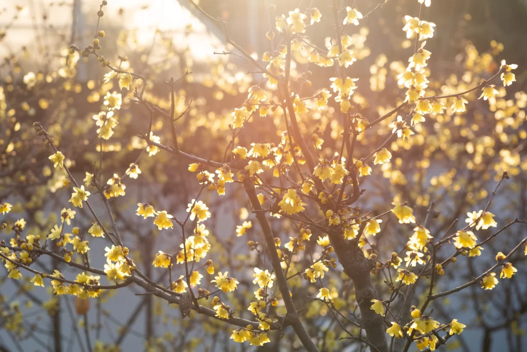 Plum Blossom Yellow Petals Brown warm Branches