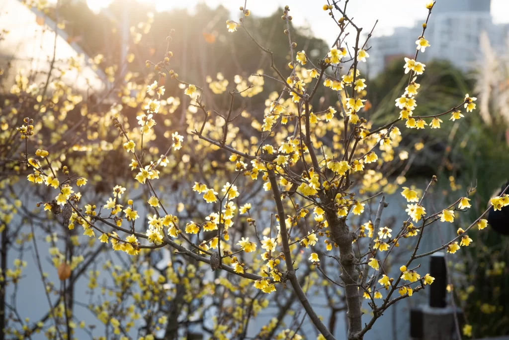Plum Blossom Yellow Petals Brown gray Branches