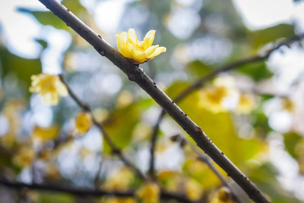 Plum Blossom Yellow Petals Brown Branch Green Leaves