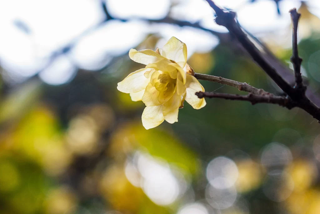 Plum Blossom Yellow Petals Green Leaves
