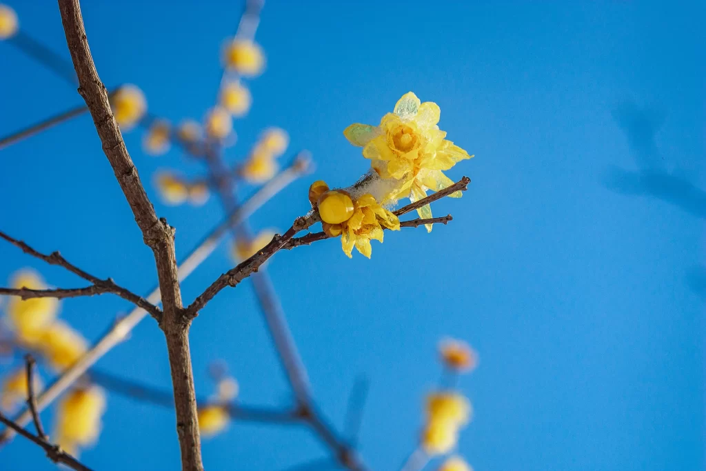 Plum Blossom Yellow Petals Brown Branch Blue cool Sky
