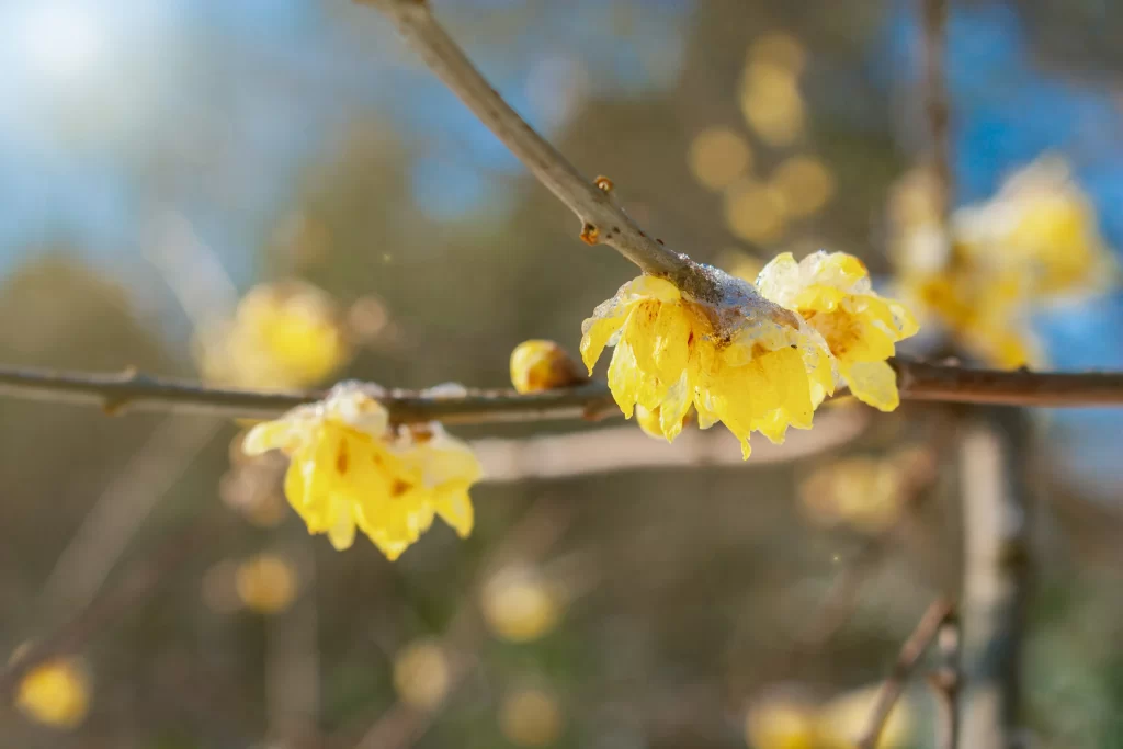 Plum Blossom Yellow Petals Brown Branch Blue gray Sky