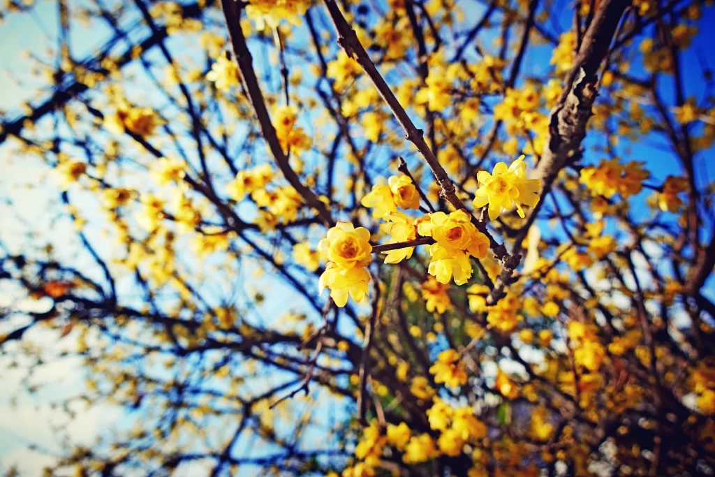 Plum Blossom Yellow Petals Brown Branch Blue gray Sky