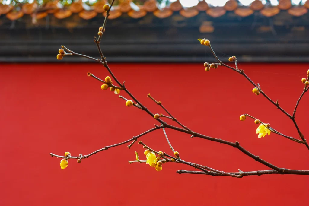 Plum Blossom Yellow Red Brown