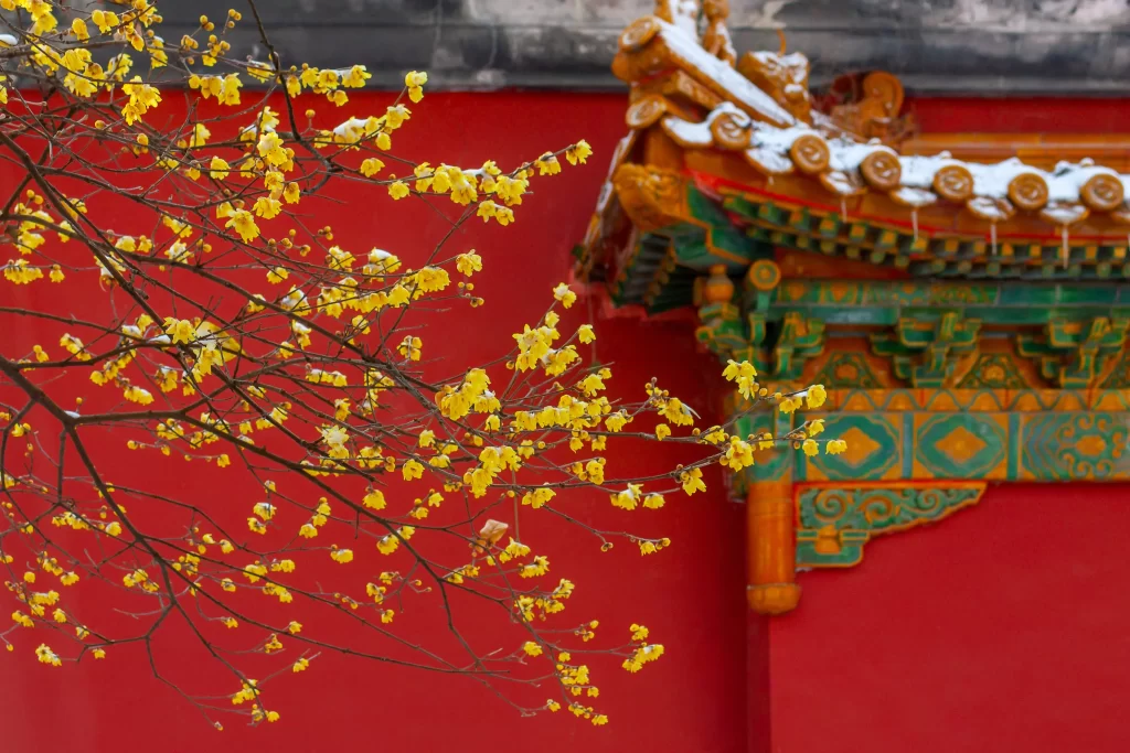 Plum Blossom Yellow Red Green Snow
