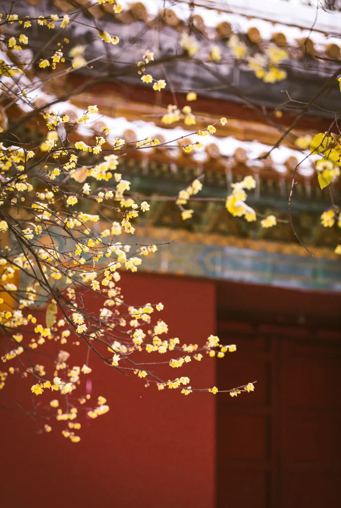 Plum Blossom Yellow Red Green