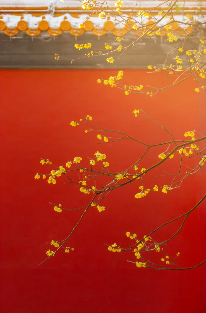 Plum Blossom Yellow Red Orange