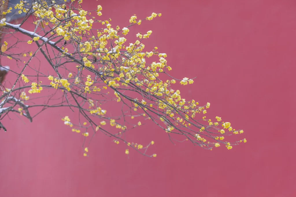Plum Blossom Yellow Red Snow