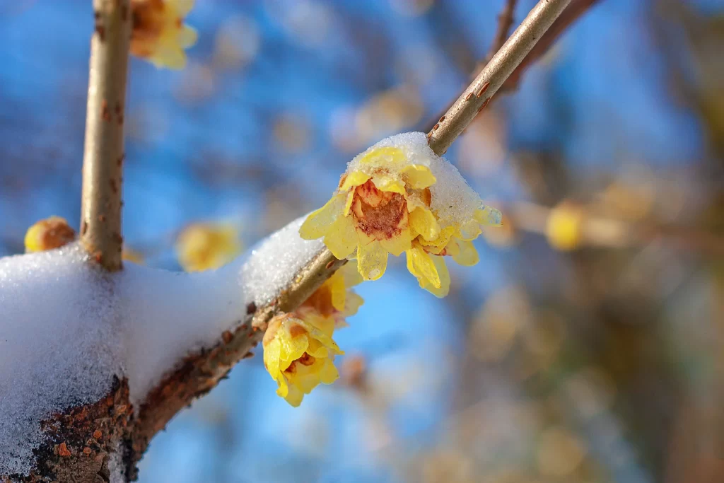 Plum Blossom Yellow Red White gray Snow