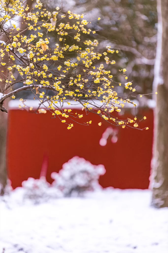 Plum Blossom Yellow Red White warm Snow