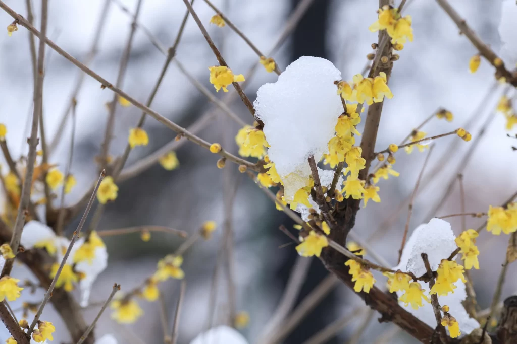 Plum Blossom Yellow White Brown Snow