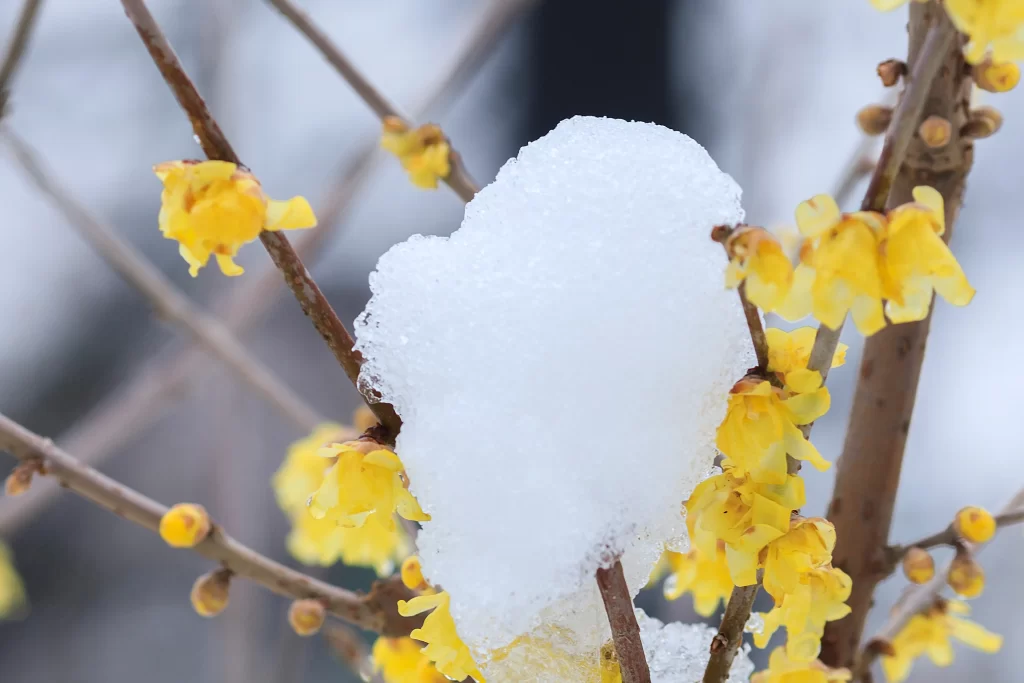 Plum Blossom Yellow White Brown