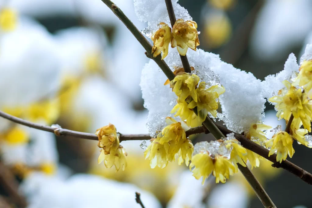 Plum Blossom Yellow White gray Snow
