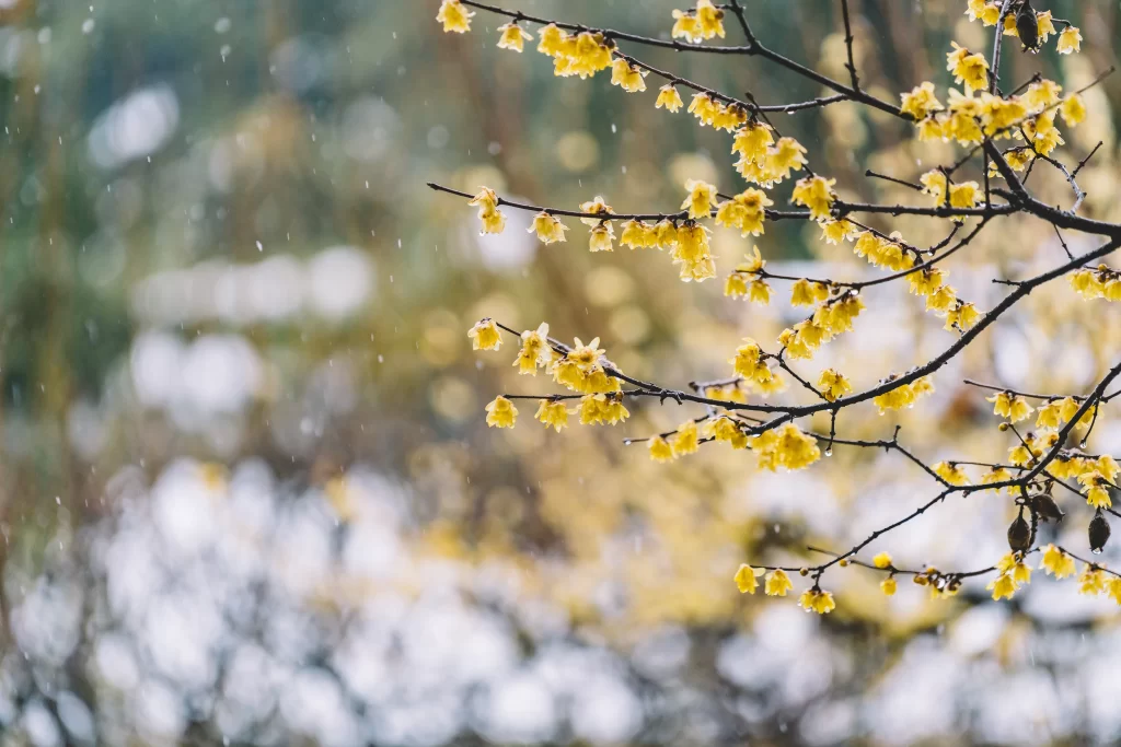 Plum Blossom Yellow White gray Snow