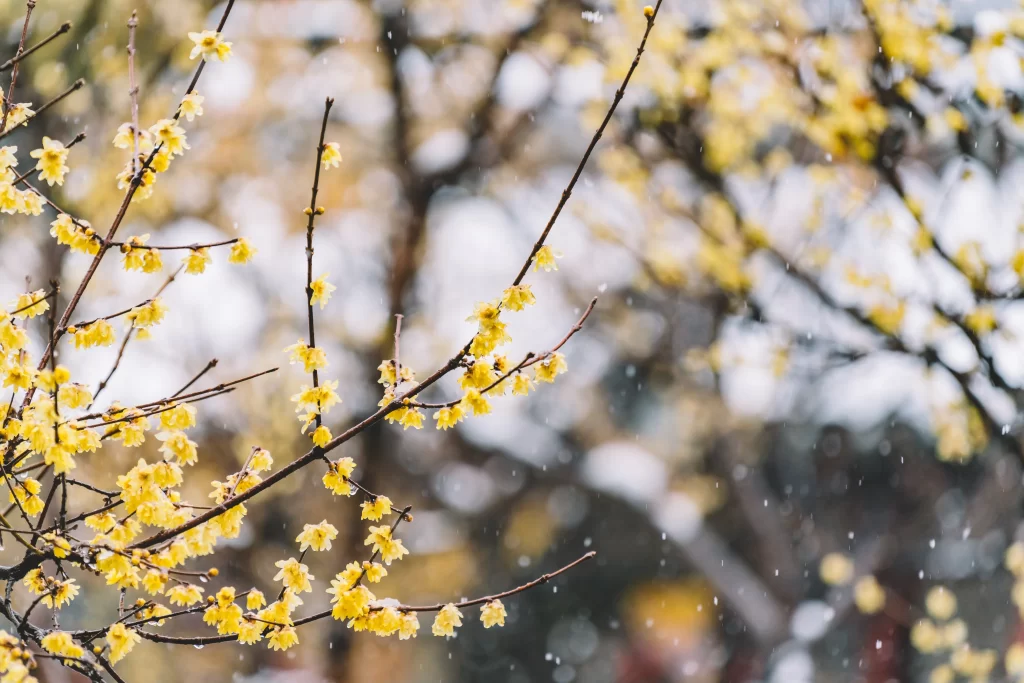 Plum Blossom Yellow White gray Snow