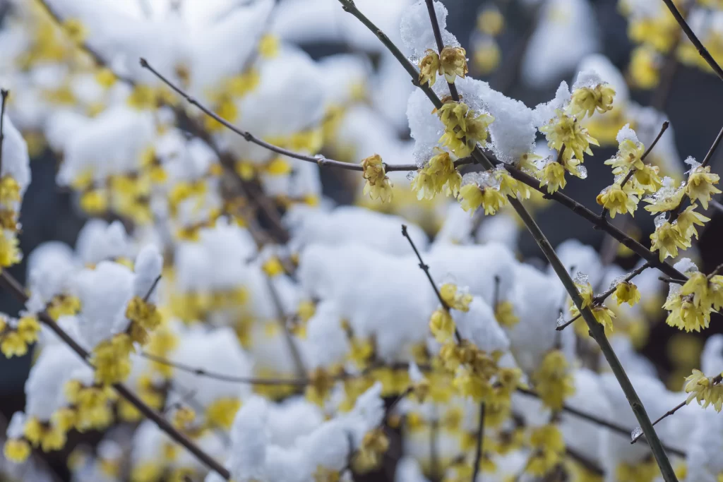 Plum Blossom Yellow White gray Snow