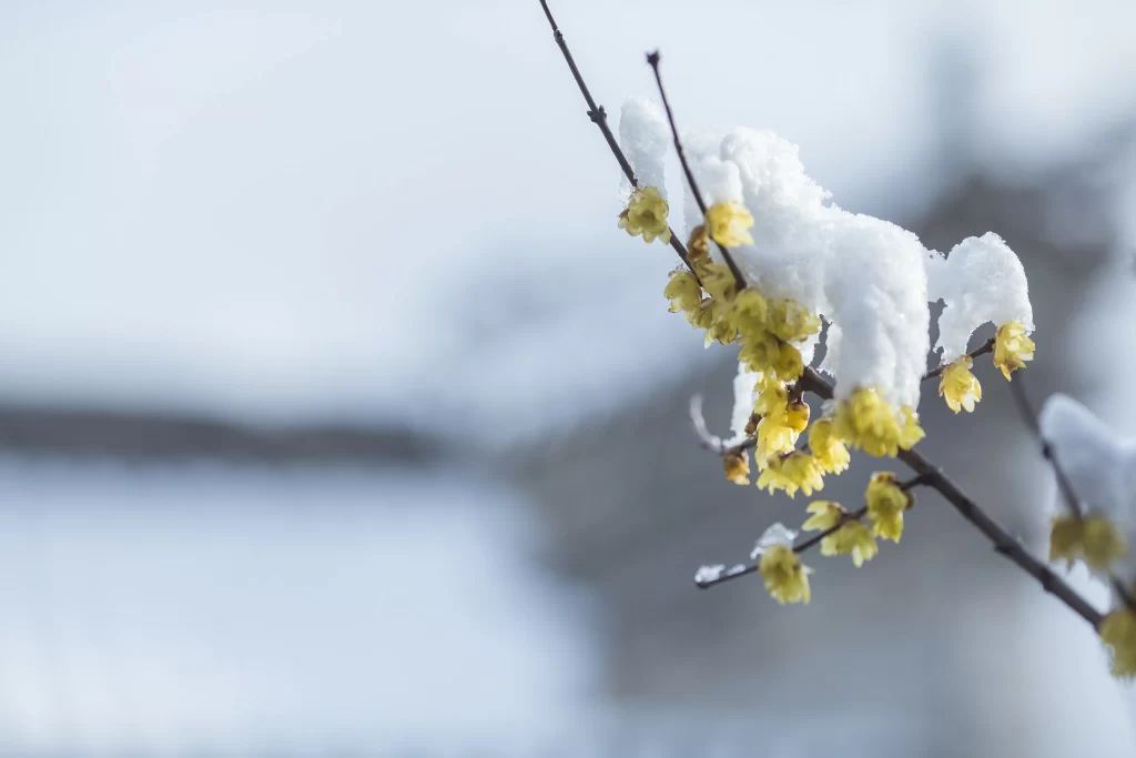 Plum Blossom Yellow White gray Snow