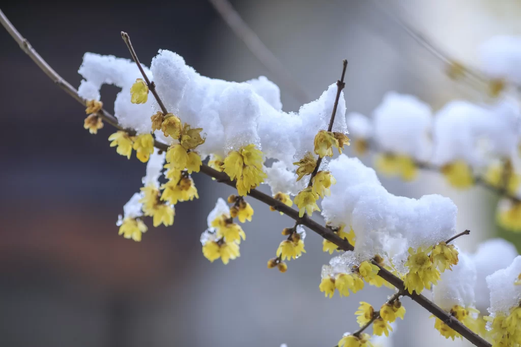 Plum Blossom Yellow White gray Snow