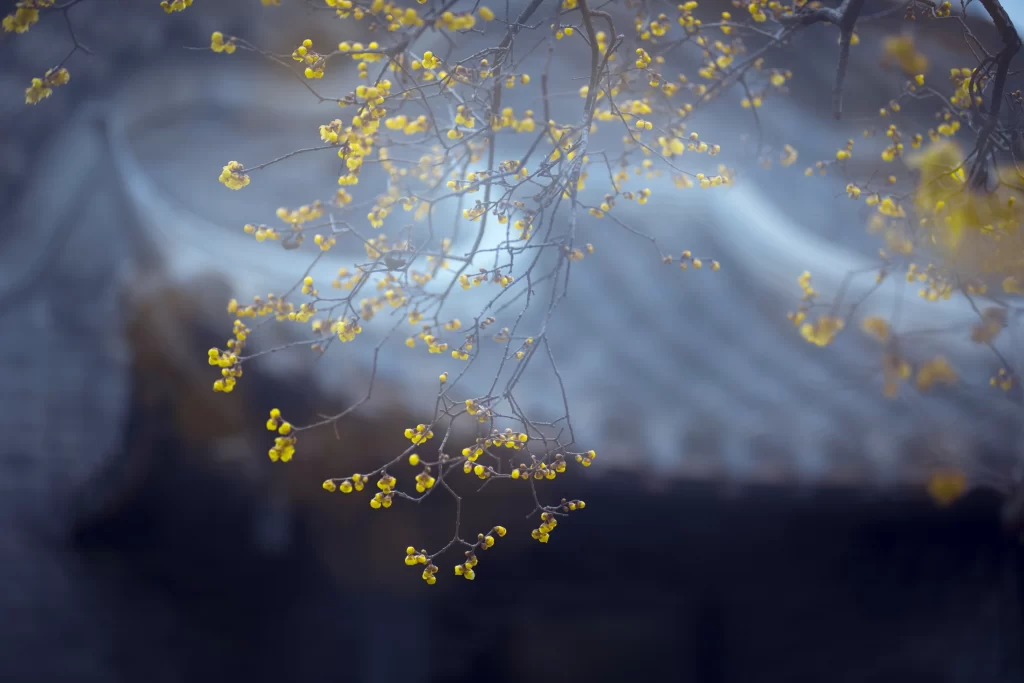 Plum Blossom Yellow White Dark Background