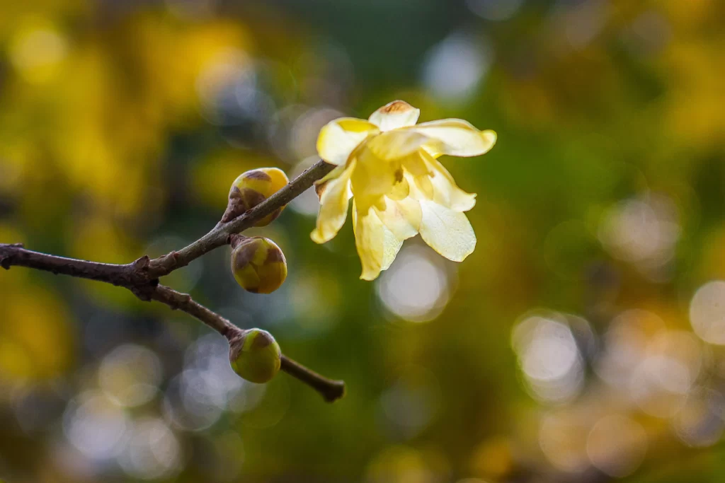 Plum Blossom Yellow White Green Nature