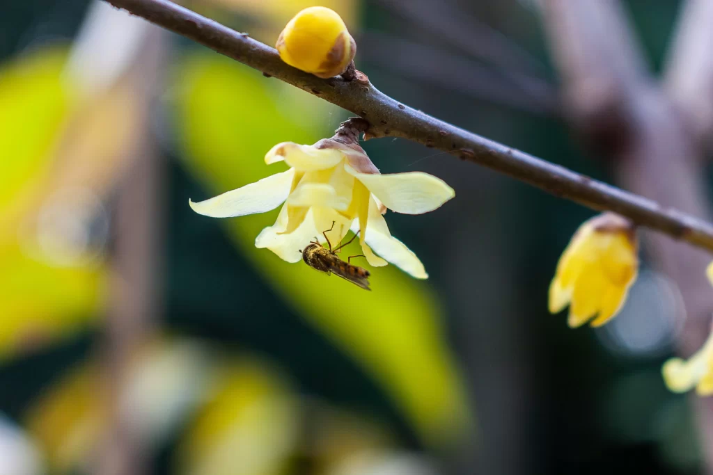 Plum Blossom Yellow White Green