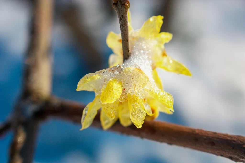 Plum Blossom Yellow White gray Snow