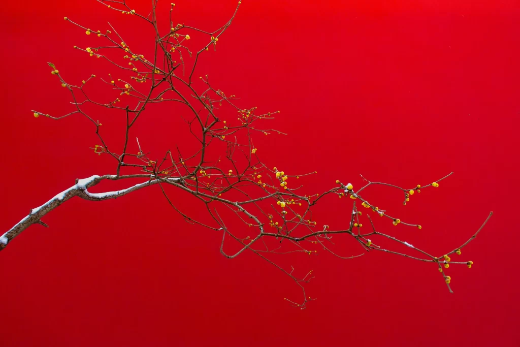 Plum Blossom Yellow White Red Background