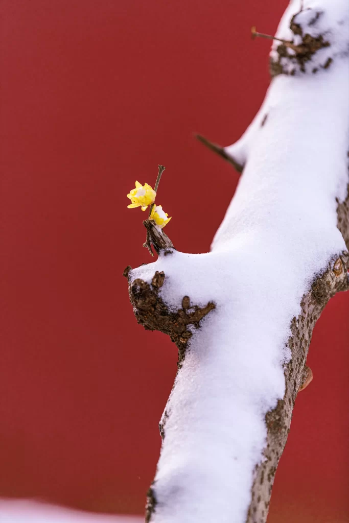 Plum Blossom Yellow White Snow Red Background