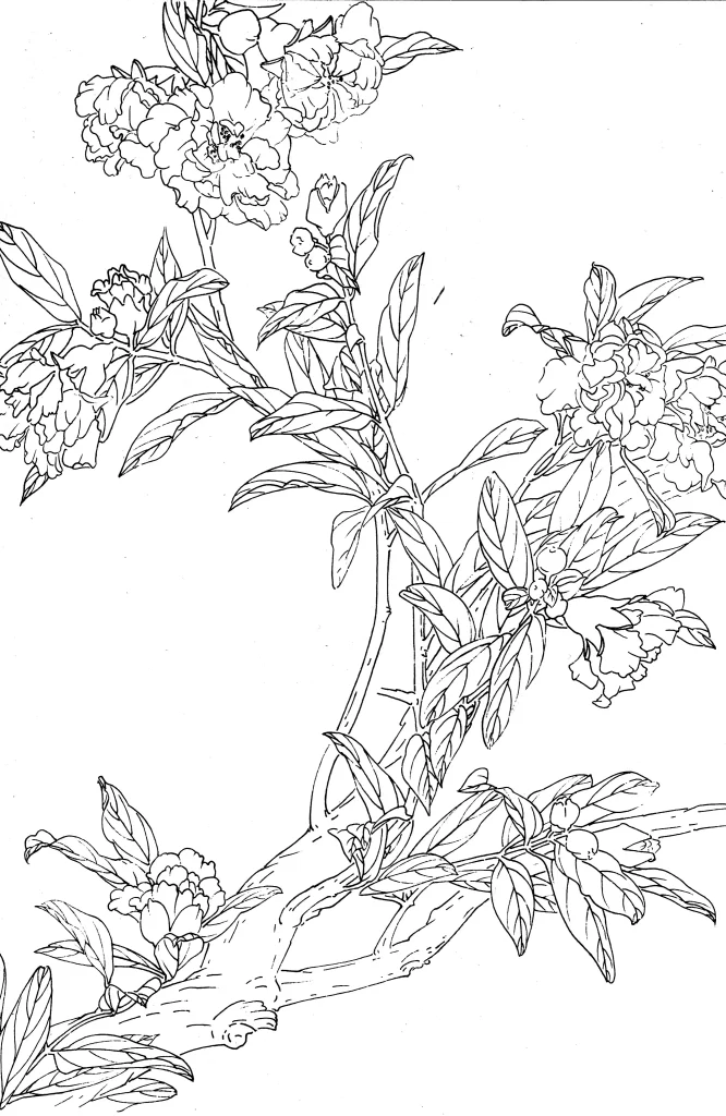 Pomegranate Chinese Line Drawing Botanical Art