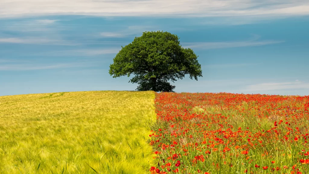 Poppy Flower Red Green Wheat Field Sky