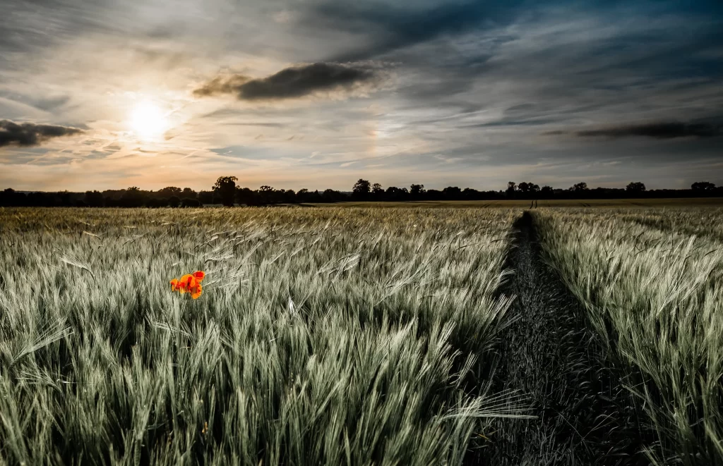 Poppy Orange Yellow Wheat Field Pathway Sunset