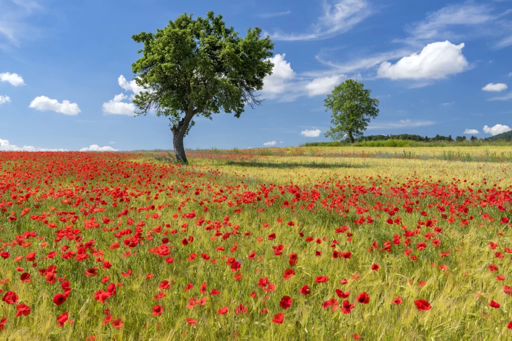 Poppy Red Green Blue Sky Tree Field